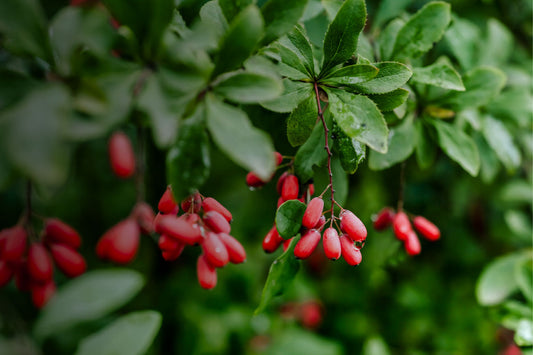 The Ultimate Guide to Berberine: Benefits, Uses, and Why Quality Matters