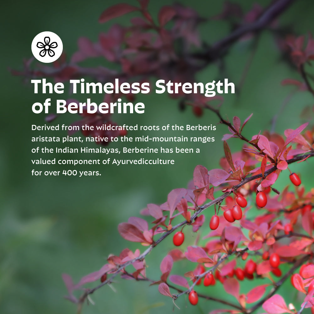 Berberine