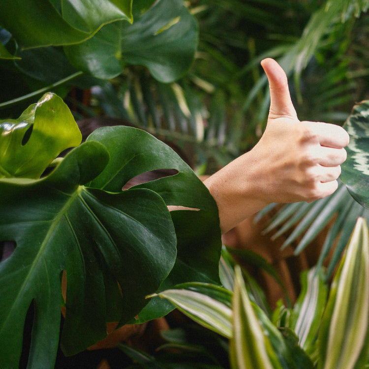 Digestion & Gut Health